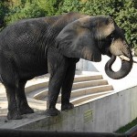 ZOO Bojnice – oldest and most popular zoo in Slovakia
