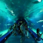 Aquarium, L'Oceanografic, Valencia, Spain