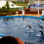 L’ Oceanografic – the biggest dolphinarium in Europe | Valencia, Spain