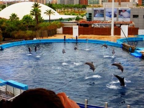 Dolphinarium L'Oceanografic, Valencia, Spain
