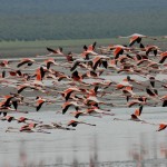 Laguna de Fuente de Piedra – one of the largest colonies of pink flamingos in Europe | Spain