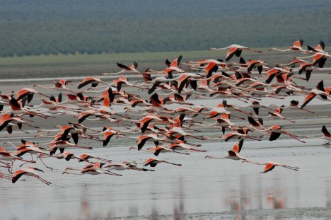 Flamingos on Fuente de Piedra Lagoon, Spain