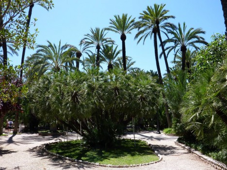 Palm trees in Elche, Costa Blanca, Spain