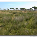 Wetlands in Doñana National Park, Spain