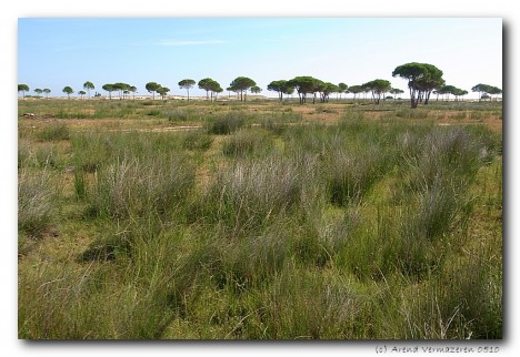 Wetlands in Doñana National Park, Spain