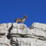 Spanish ibex, Torcal de Antequera, Spain