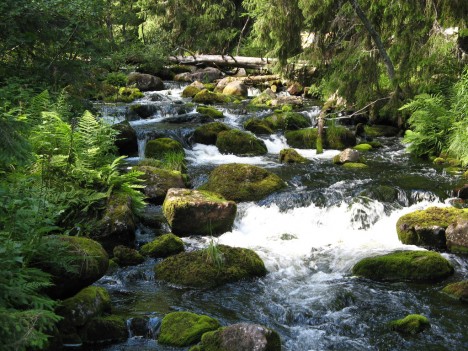 Brook in Fulufjällets Nationalpark, Sweden