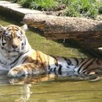 The Prague Zoo – the 7th best zoo in the world, Czech republic