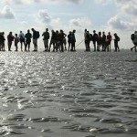 Waddenzee – a unique natural habitat in Netherlands