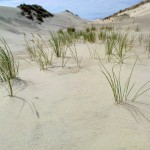 Kuršių Nerija National Park – Baltic Sahara in Lithuania