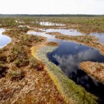 Nigula Nature Reserve – one of the oldest bog reserves in Estonia