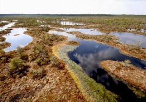 Nigula Nature Reserve - one of the oldest bog reserves in Estonia
