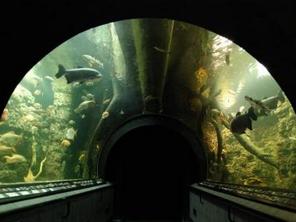 The Giant aquarium in Hradec Králové - the largest freshwater aquarium in Europe | Czech Republic