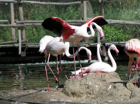 Blackbook Zoological Park - illustrative picture