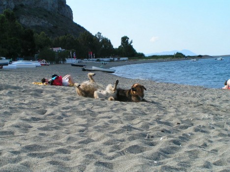Dogs on the beach in Sicily