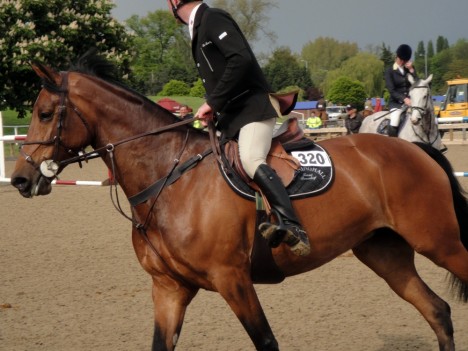 A horse in action at the Royal Windsor Horse Show in 2010.