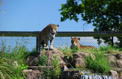 Jaguars at Chester Zoo, Manchester, UK