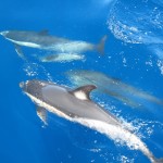 Dolphins, Gran Canaria, Spain