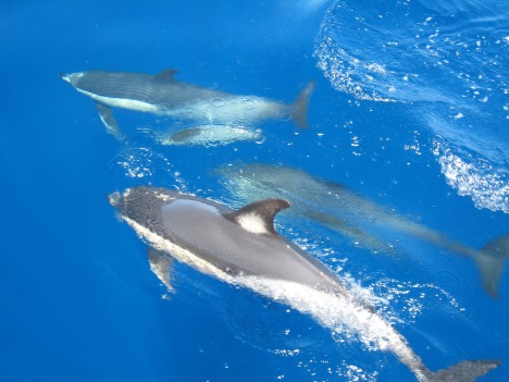 Dolphins, Gran Canaria, Spain