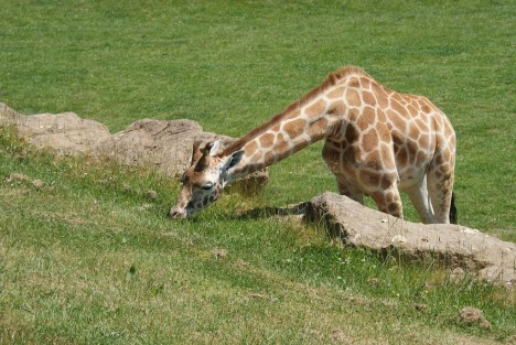 Grazing Giraffe  Taken at Longleat Safari Park, UK
