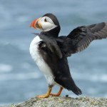 A Little Patch of Paradise – Pembrokeshire Islands are an Ornithologists’ Dream | UK