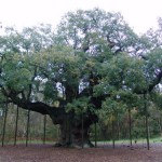 Robin Hood's Major Oak Tree, Sherwood Forest, England, UK