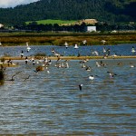 S’Albufera Wetlands, Majorca, Spain