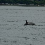 Dophin at Chanonry Point, Scotland, UK