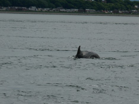 Dophin at Chanonry Point, Scotland, UK