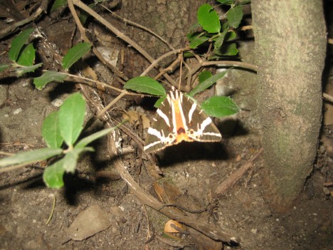 Butterfly in Petaloudes (Butterfly Valley), Rhodes, Greece