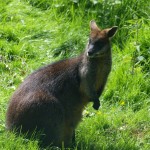 Edinburgh Zoo, Scotland, UK